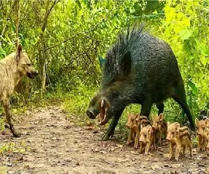 جذابیت حیات وحش؛ متوقف کردن شکار وحشیانه روباه برای محافظت از کودک گراز