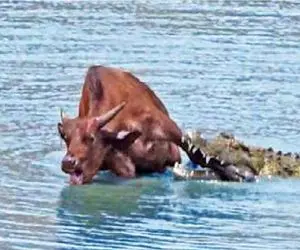 مستند حیات وحش؛ تمساح زبون نفهم کله گاو گذاشت لای آرواره هاش پُکوند
