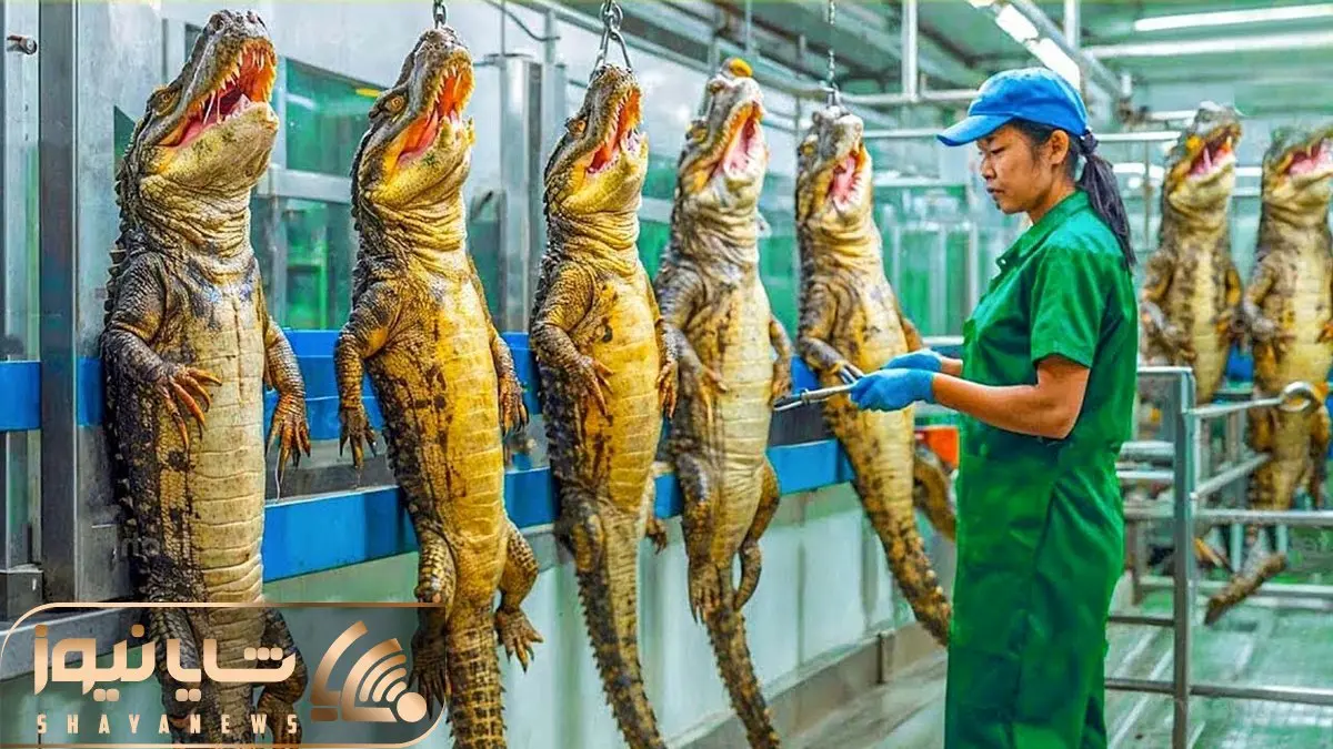 فراوری تمساح؛ کوکودیل وحشی رو از تخم پرورش میدن تا هیولا که شد بکشن و بخورنش