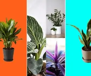 گیاهان آپارتمانی مقاوم و ارزان / نه نور میخوان نه آب تازه خیلیم ارزونن دیگه چی میخوای