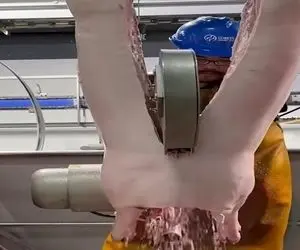 دامداری نوین؛ با اره برقی گوسفندای آویزونو دو شقه میکنه ولی نمیدونم چرا اره آب میپاشه