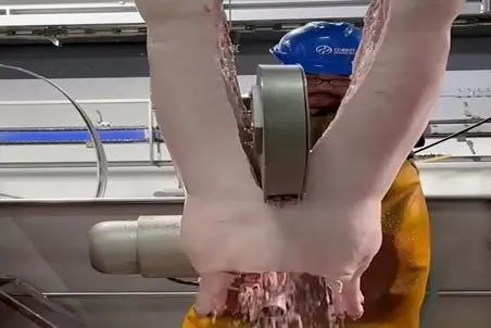 دامداری نوین؛ با اره برقی گوسفندای آویزونو دو شقه میکنه ولی نمیدونم چرا اره آب میپاشه