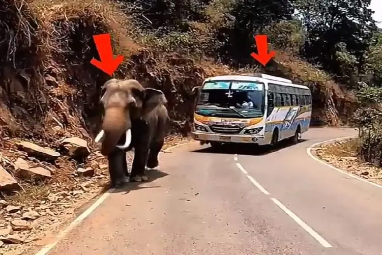 معماری طبیعت؛ اتوبوسیه بوق زد فیل حال نکرد با کارش فرستادش به جهنم