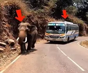 معماری طبیعت؛ اتوبوسیه بوق زد فیل حال نکرد با کارش فرستادش به جهنم