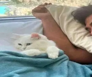 معماری خلاقانه؛ گربه گلزار هرروز با منظره برج خلیفه بیدار میشه ویو ابدیه چقد تشریفاتی