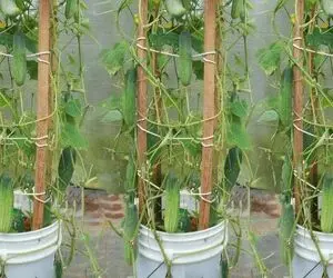 کشاورزی خلاقانه؛ باغچه نداشته توی سطل های بزرگ خیار کاشته خروار خروار محصول داده
