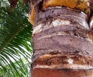 بازی فکری؛ باید نامبروان و تاپ باشی تا مارمولک رو تو درخت نارگیل پیدا کنی