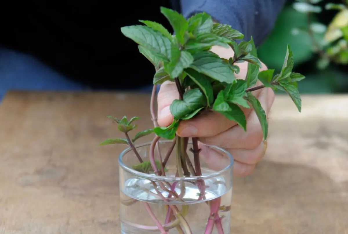 mint-growing-rezvanflower