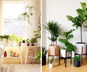 ایده آل ترین جا توی خونه برای نگهداری گیاهان آپارتمانی؛ تو این فضاها حالشون عالیه