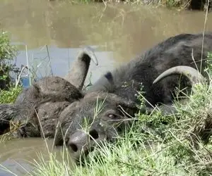 مستند حیات وحش؛ بوفالو افتاد تو باتلاق و بلعیده شد داخلش