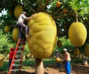 کشاورزی نوین؛ تو مزرعه جک فروت یه چیزی عین هندونه از درخت آویزونه زرد و تیغ تیغی