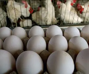 بازار مرغ و تخم مرغ در ۱۴۰۰ سامان می‌یابد؟