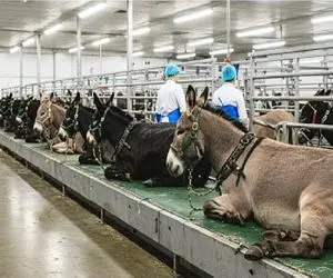 فرآوری خر؛ خر که هن و هنش دراومد میبرن سلاخخونه برا بهره از اعضاش