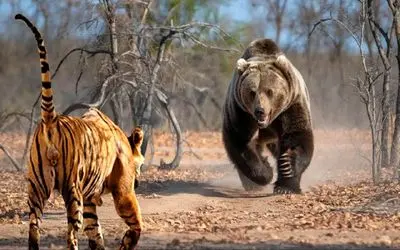 جذابیت حیات وحش / ببر وحشی به نبردی سهمگین با خرس گریزلی شتافت و جانش را داد
