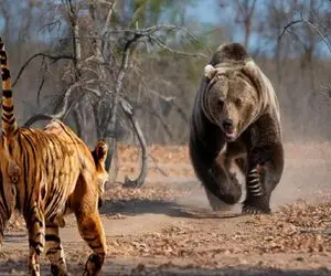 جذابیت حیات وحش / ببر وحشی به نبردی سهمگین با خرس گریزلی شتافت و جانش را داد