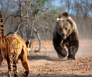 جذابیت حیات وحش / ببر وحشی به نبردی سهمگین با خرس گریزلی شتافت و جانش را داد
