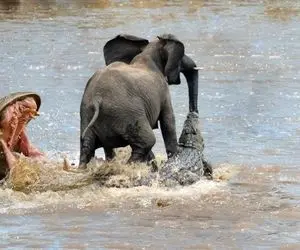 از جذابیت های حیات وحش؛ تمساح قلچماق خرطوم فیل رو گرفته هی میکشه داره میکنتش