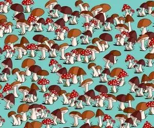 بازی فکری؛ اگه بند بند وجودت از هوش موش موذی رو از بین قارچ ها پیدا کن