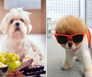 غذاهای مضر برای سگ؛ خوشمزه های ممنوعه که سگ ها عاشق خوردنشونن ولی امکان مرگ دارن