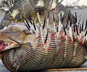 از جذابیت های حیات وحش؛ مار پیتون غول جوجه تیغی رو قورت داد عین آبکش سوراخ شد