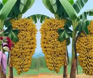 کشاورزی نوین؛ موز ریز و درشت با یه مشت خمیر دندون پیوند میزنه یه درخت موز غول درمیاد