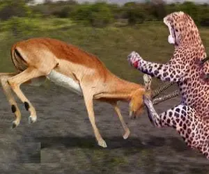 مستند حیات وحش / پلنگ میخواست با ایمپالا سیر شه شاخش شکمشو پاره کرد