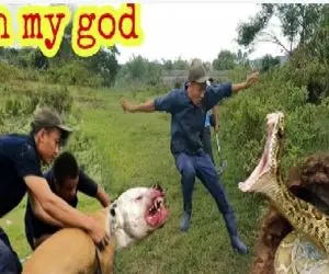 مستند حیات وحش / بولداگ وحشی لانه مار را جورید