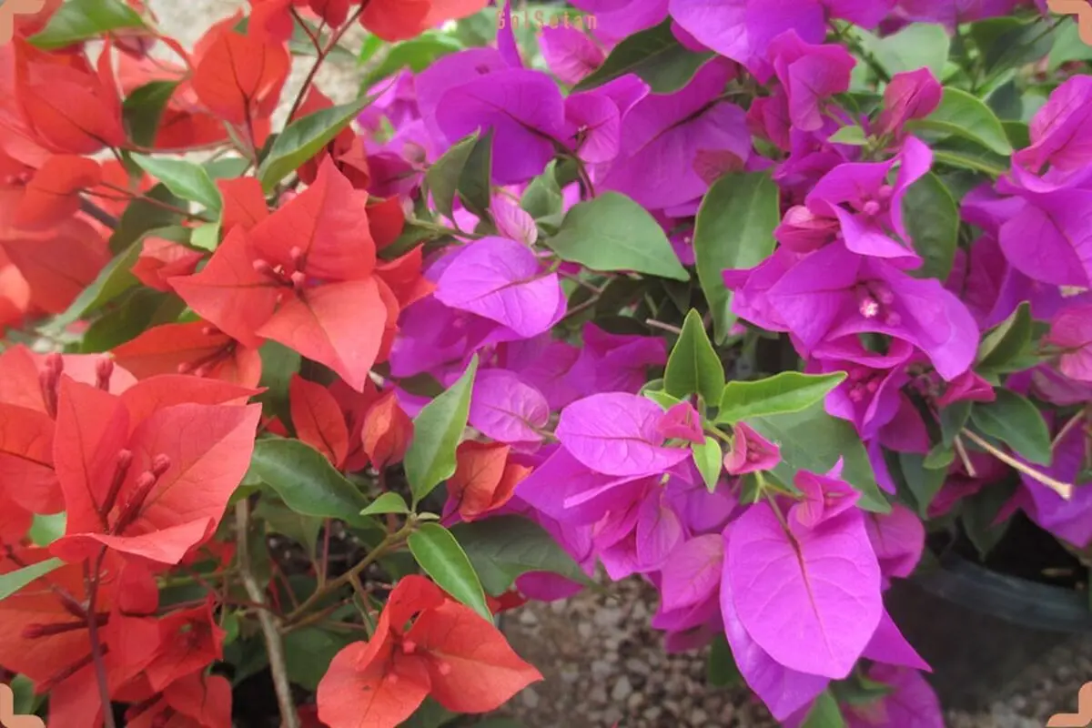 گل هایی که برای بالکن مناسب است