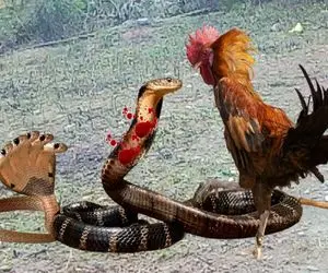 بدایع حیات وحش؛ خروس سفاک برای حفظ بقای مرغدونیش پیتون ددمنش و با پنجه شرحه کرد