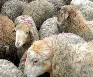 (جدول) قیمت دام زنده امروز ۲۹ بهمن ۱۴۰۳/ تلاطم بازار دام همچنان ادامه دارد