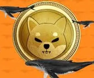 نهنگ ها چه بلایی سر شیبااینو آوردند؟!