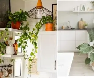 معرفی زیباترین گیاهان مناسب آشپزخونه کم نور / ایجاد فضایی دلنشین در مهمترین مکان منزل