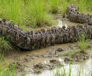 حیات وحش مصنوعی؛ حمله انتقام جویانه وش ها به پیتون غول