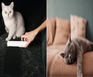 چطور موی گربه رو از مبل جمع کنیم و خونه همیشه تمیز بمونه؟/ با این راهکار سریع جمعش کن