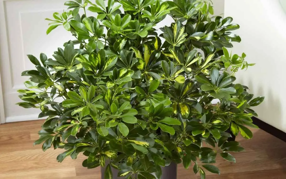 sheflera-4