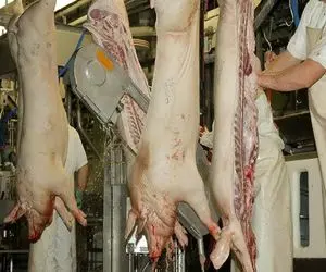 فرآوری خوک؛ خوک حروم لقمه و از کوره آتیش رد و با سنگ فرز اسلایس کرد واسه برگر