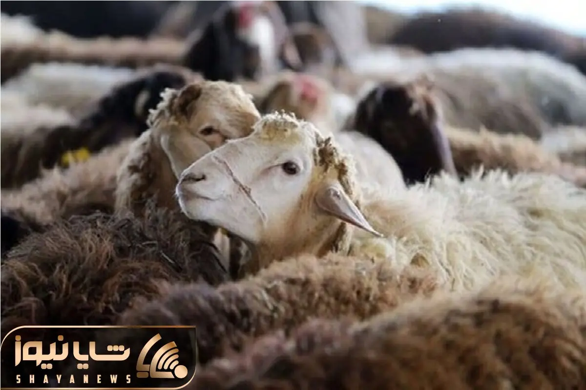 (جدول) قیمت دام زنده امروز ۲۰ آذر ۱۴۰۳/ گوسفند زنده در پایتخت چند؟