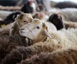 (جدول) قیمت دام زنده امروز ۲۰ آذر ۱۴۰۳/ گوسفند زنده در پایتخت چند؟