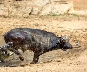 از جذابیت‌های حیات وحش؛ بوفالو با باسن نشست رو صورت تمساح خفش کرد رفیقش جیم شه