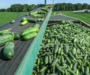 محصولات کشاورزی؛ با ماشین های مدرن خیار رو برداشت میکنن و کوهی از خیار تحویل میدن