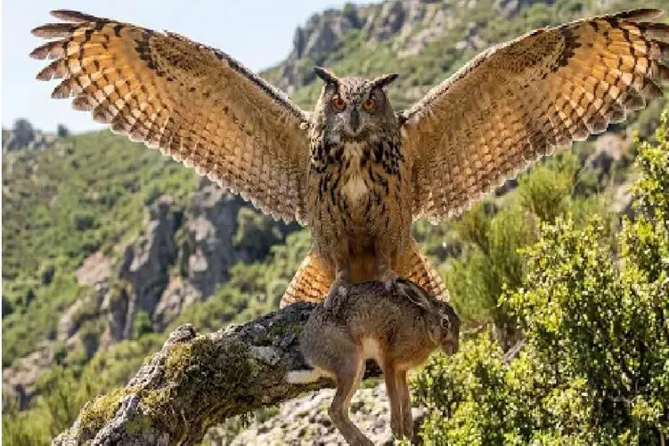 شکار برای بقا؛ تلاش نفس‌گیر جغد عقاب اوراسیایی برای زنده ماندن جوجه هایش