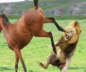 بدایع حیات وحش؛ اسب ول دده مذبوحانه برای فرار از شیر شقی جفتک انداخت تو چشمش