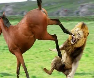 بدایع حیات وحش؛ اسب ول دده مذبوحانه برای فرار از شیر شقی جفتک انداخت تو چشمش