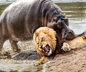بدایع حیات وحش؛ شیر اومد تو مرداب حمام لجن بگیره اسب آبی سفاک از قفا جرش داد