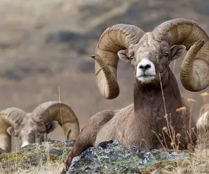 از جذابیت‌های حیات وحش؛ گوسفندا به خودشون هم رحم نمیکنن با شاخ داسیشون همو شوت میکنن