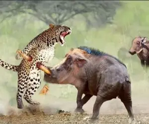 مستند حیات وحش؛ عداوت خصمانه گراز علیه پلنگ