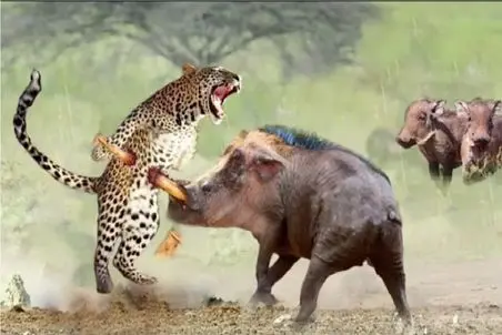 مستند حیات وحش؛ عداوت خصمانه گراز علیه پلنگ