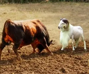 مستند حیات وحش؛ سرشاخ گوسفند کله خر با گاو ده تای خودش