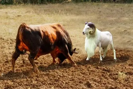 مستند حیات وحش؛ سرشاخ گوسفند کله خر با گاو ده تای خودش