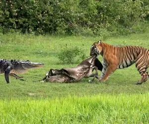 مستند حیات وحش / کشتی دو نفره گزار و ببر درنده در حضور تمساح هاج و واج